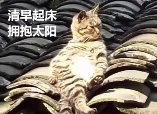 起来发现屋顶有东西在动，仔细一看是只猫：这猫过得也太惬意了