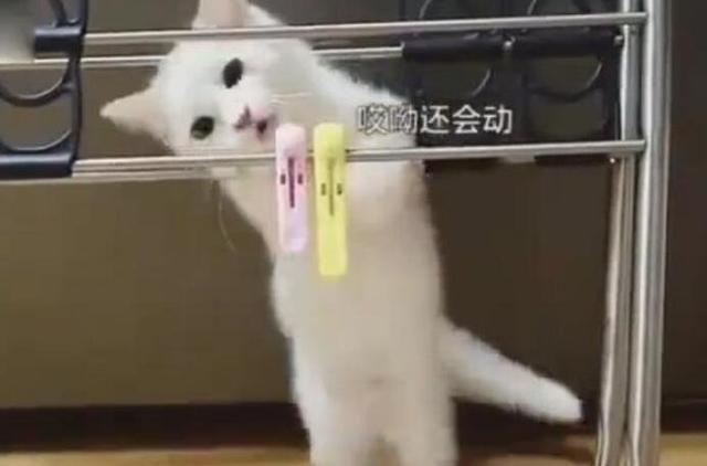 想为新来的猫咪买玩具，回头瞄了它一眼，觉得自己自作多情了 