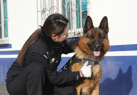 宠物犬伤人后遭犬主人否认，民警“三所联动”止纷争