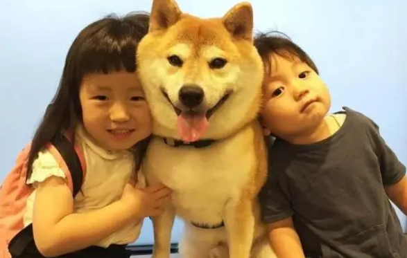 柴犬陪小主人在床上玩耍，累了就一起休息，暖哭
