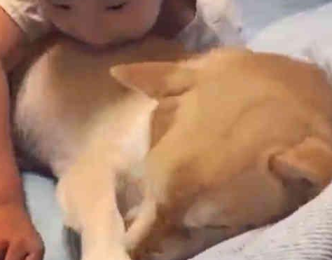让柴犬去叫儿子起床 结果半天没动静 主人推开房门后哭笑不得