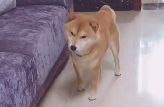 柴犬被地插电嘴，主人假装手也被电，狗子的举动暖心了…… 