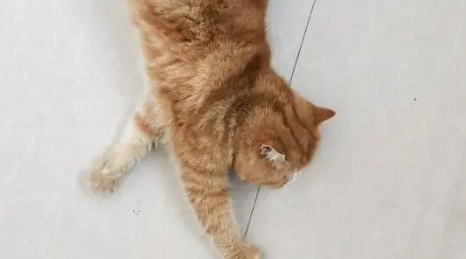加菲猫生了5只小猫猫，其中一只很像特务