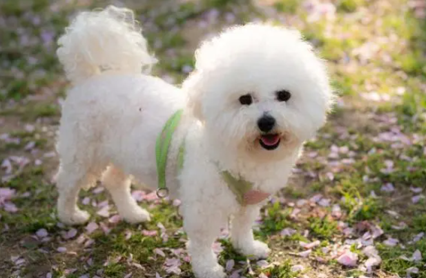 买到“整容”比熊犬，洗2次澡现“原形”