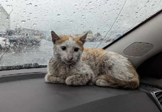 网友总结流浪猫收养前后对比照：爱能改变一个生命