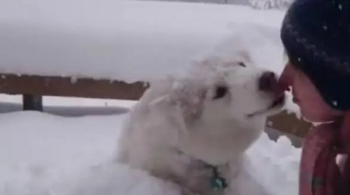 哈士奇把主人堆的雪人弄没了，于是主人一生气把二哈堆成了雪狗