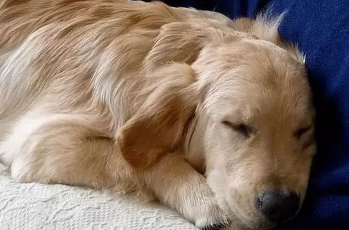 黄金猎犬天天到邻居家午睡...主人塞小纸条感谢揭“可爱真相”
