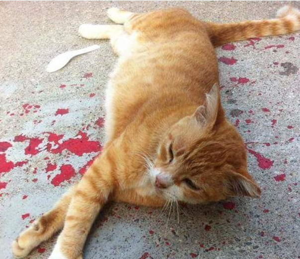 路上惊现死亡猫咪，网友哭着走近查看，却让人跌破眼镜！