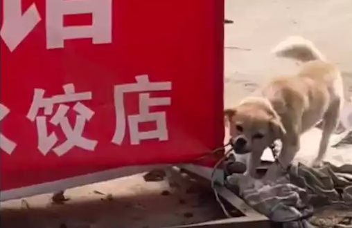 狗肉馆的招牌下，一只狗狗拼命咬着自己的铁链，想要与命运抗争！ 