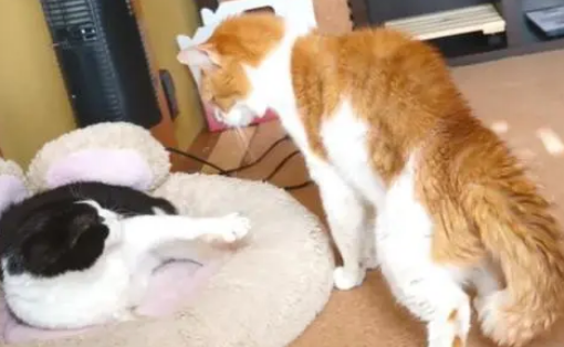 暹罗猫的窝被抢，橘猫帮忙出头却打不过，暹罗猫贴心安慰