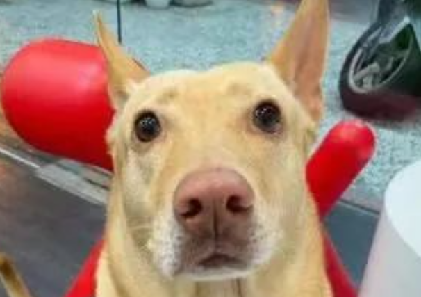 警犬超怕电吹风，听到一个名字后，瞬间安静了哈哈哈！