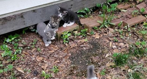 流浪猫妈妈遇到好人，隔天介绍给小猫：孩子们快出来 