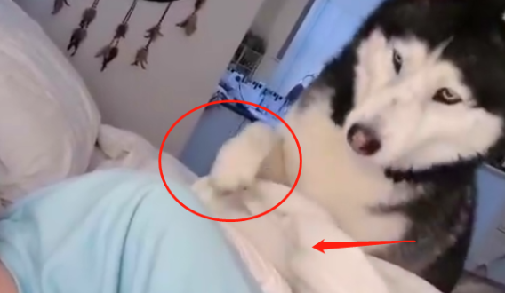 主人睡觉二哈爱嚷嚷，被“教育”了一顿后，结果真变温柔了