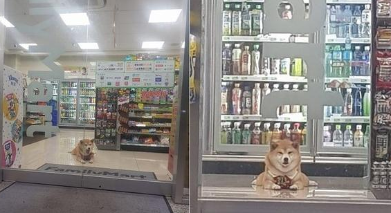 柴柴乱入超市当起镇店之花，趴门口甜笑迎客：全家就是我家