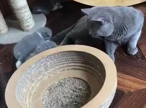 猫爸不喜欢孩子想趁机欺负，没想到下一秒，它被治得怀疑猫生