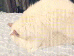 拖着疲惫的身子回家，却看到一部“猫片”，铲屎官：我受不了了！