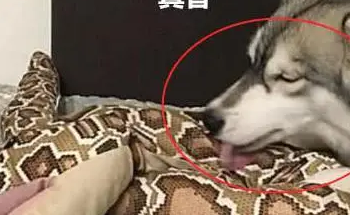 以为二哈遇到“蟒蛇”枕头会害怕，结果它却啃了起来，皇族血统吧