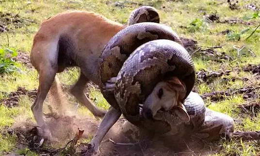 蟒蛇捆紧爱犬就快窒息，他灵机一动这动作成功救回狗命 