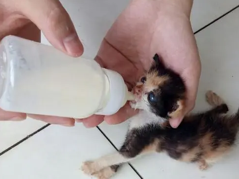 小猫太弱被猫妈抛弃，没有奶吃饿的吃垃圾，被捡回去后能尽情喝奶