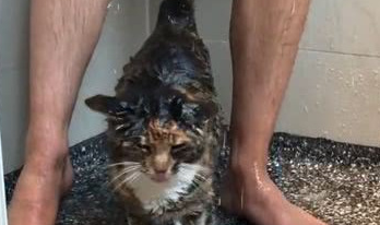 男主人正在洗澡，猫咪就溜进了浴室，网友：猫咪的眼睛往哪看呢？ 