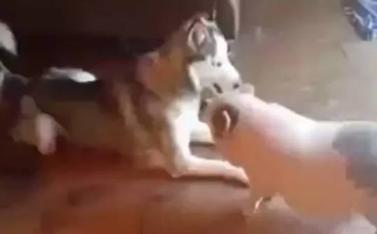 哈士奇喜欢和宠物猪玩，结果被同伴鄙视