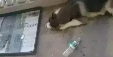 价值2万的沉香被哈士奇拿来磨牙，想成为一顿狗肉汤了？
