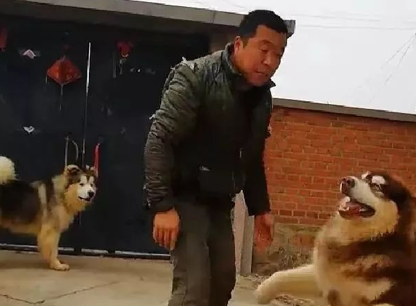 100多斤的阿拉斯加犬撒娇，非要主人抱抱，可给主人累坏了！ 