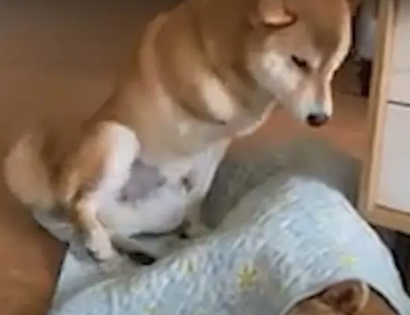 傲娇柴犬一见到婴儿就变贴心“狗保姆”，狗狗这是母爱大发啊！