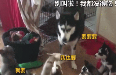 主人忘记给吃的，于是哈士奇妈妈带着一群小哈集体反了