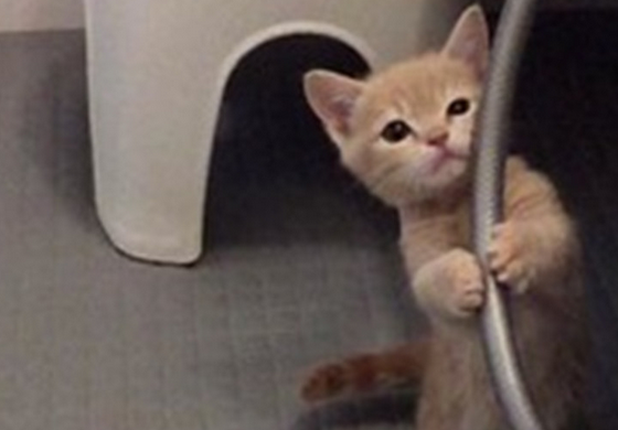 小奶猫为逃避洗澡使出一记“杀手锏”，撒娇卖萌求放过 