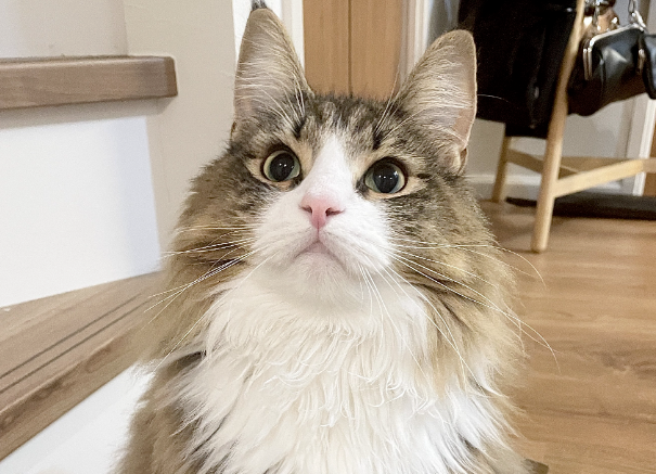 邻居的猫总来网友家玩，惹得邻居很生气，威胁要报警