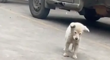 流浪狗被家犬赶出门，它趴在外面待了一天