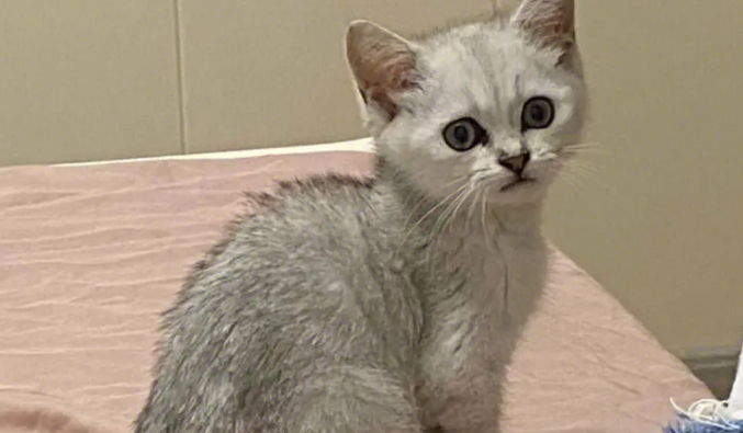 浙江女子买银渐层公猫，养8个月发现是母猫，店家：不报销绝育费