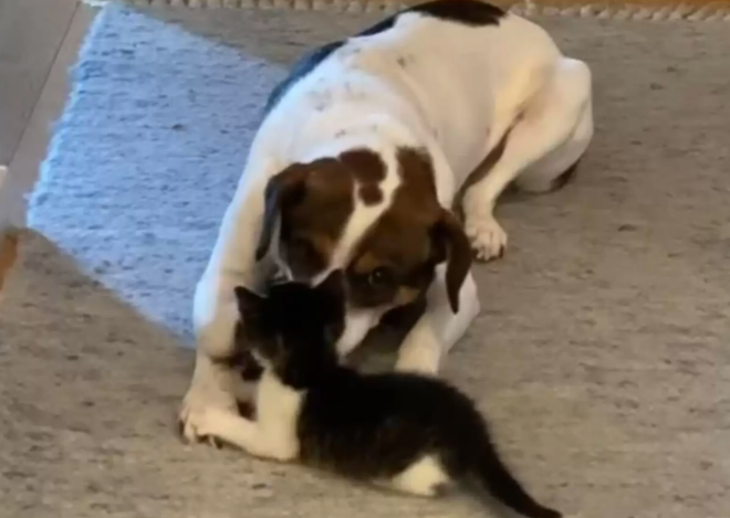 狗狗对主人救助回家的小猫视同己出，刚见面就一把搂进怀里不撒手