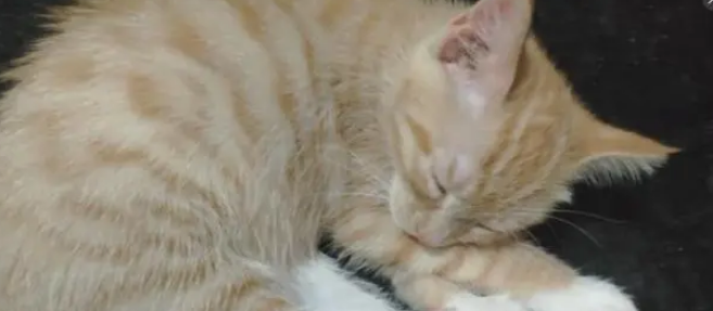 与女友逛街碰上只流浪猫，一路尾随网友果断抱回家，猫生大转变