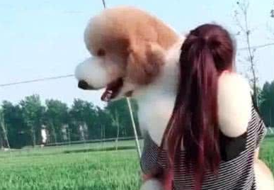 巨型贵宾犬求抱抱，主人是崩溃的，但狗狗却笑的像个两百斤的胖子