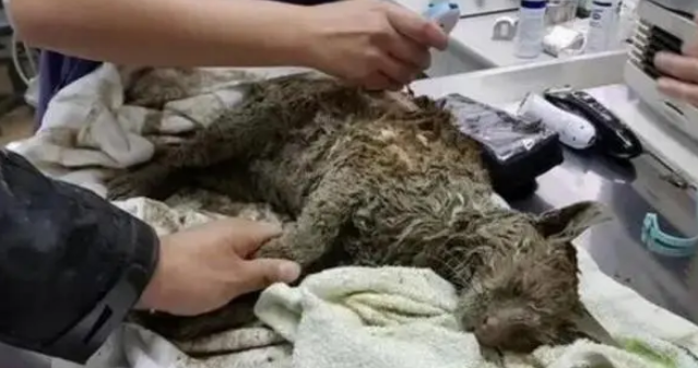 流浪猫因为好奇心掉入泥潭，幸好遇见好心人，最后模样转变惊人