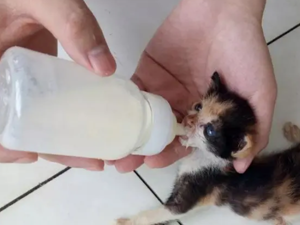 猫咪身体太小，猫妈搬家时丢下它，小伙捡回家精心喂养