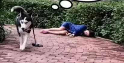 主人为了考验哈士奇，于是假装晕倒，结果二哈看见后拔腿就跑