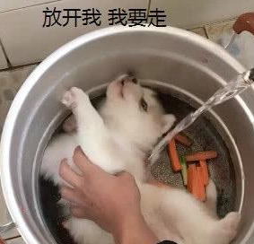 给小哈士奇洗澡，原本是一脸享受和满足，下一秒：炖狗肉？ 