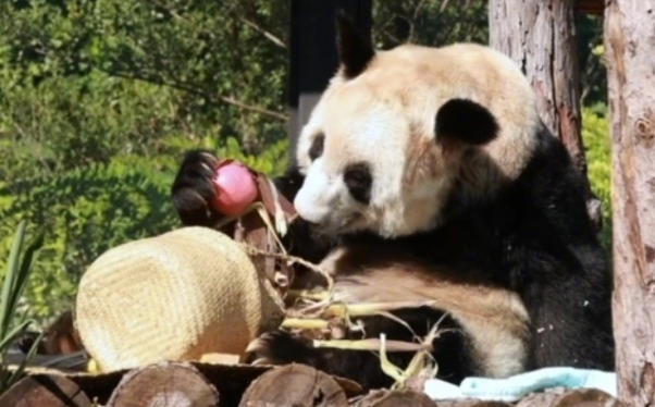 丫丫从筐里掏出小苹果，这一幕太萌啦！