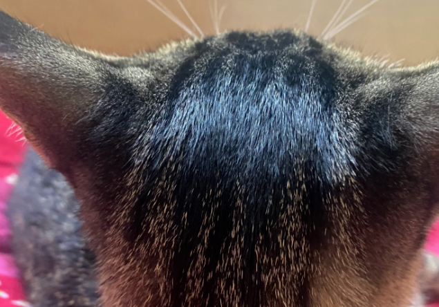 铲屎官疑惑：是不是所有狸花猫都是油头？网友：确定不是你盘油的？