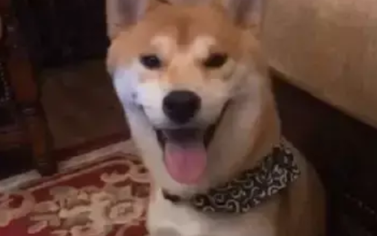 柴犬发现自己被偷拍，它先是愣了两秒，随后的表情暖化了