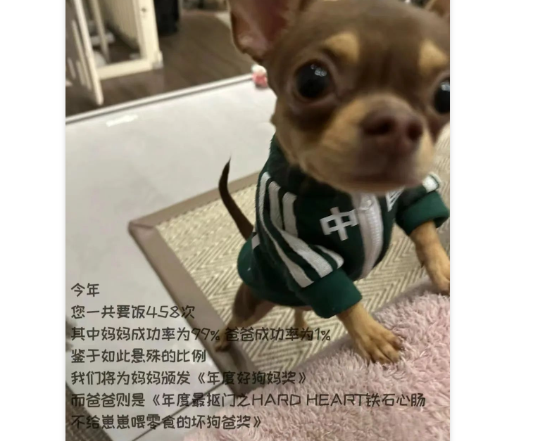 网友晒给狗子做的年终总结，每一条都超有创意，快来学习学习！