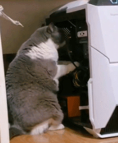 猫咪掏主机什么也没发现，转过头问主人：我藏这里的小鱼干呢