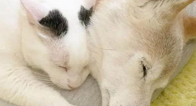 16岁柴犬即将去世，猫咪时刻陪伴它，做出的反应令人泪如泉涌