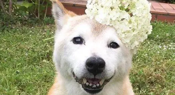 16岁柴犬即将去世，猫咪时刻陪伴它，做出的反应令人泪如泉涌