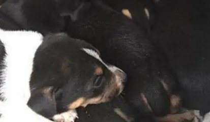 流浪狗一直犬吠，引领人来到树洞，看清里面的东西后令人泪如雨下