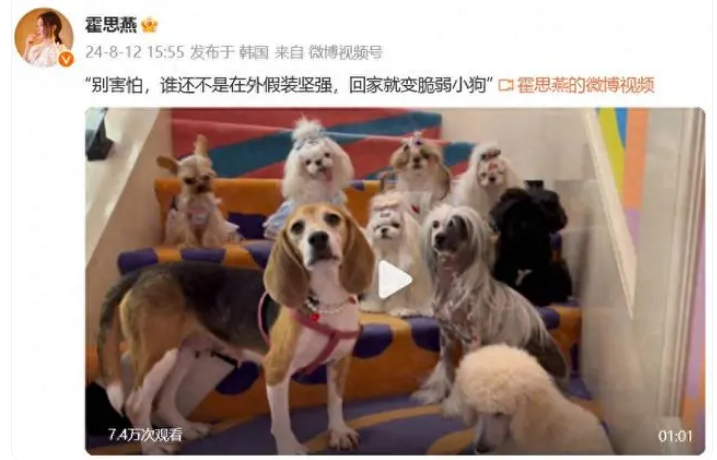 霍思燕晒自家养的9只宠物犬纪念去世爱犬