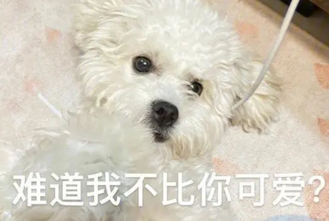 比熊因护食咬人，被当街遗弃，坐在原地无助哀嚎
